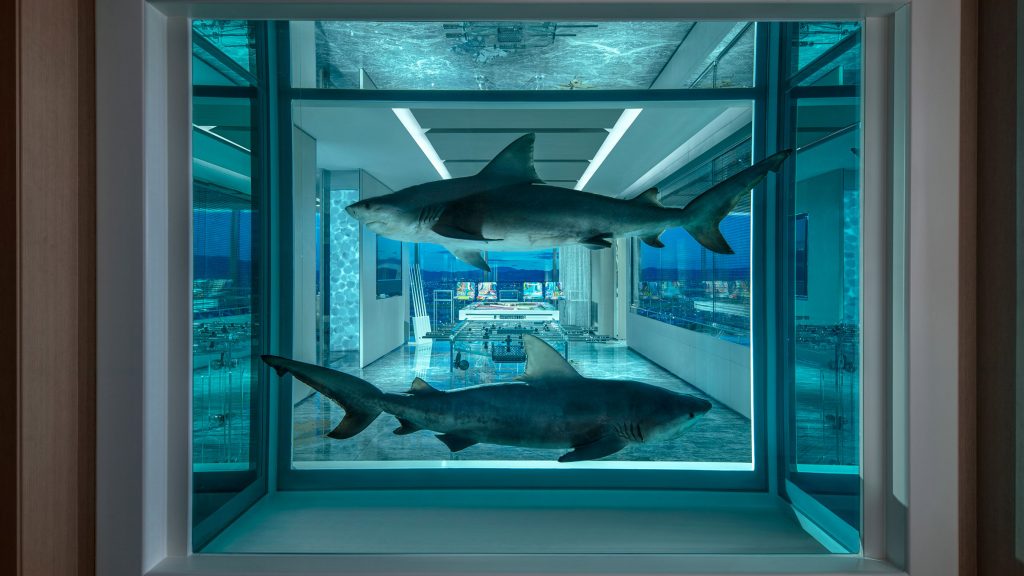 Two bull shark floating is formaldehid in a tank hotel suite